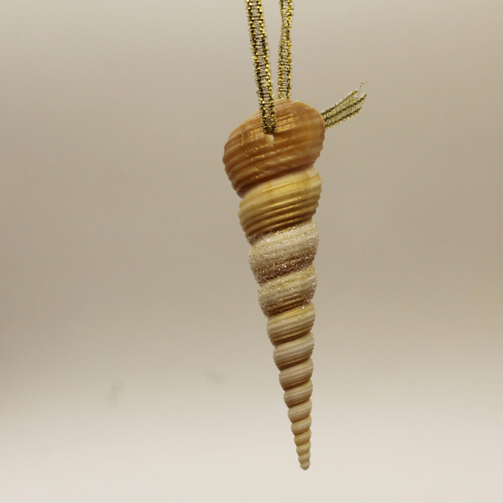 long pointed sea shell ornament