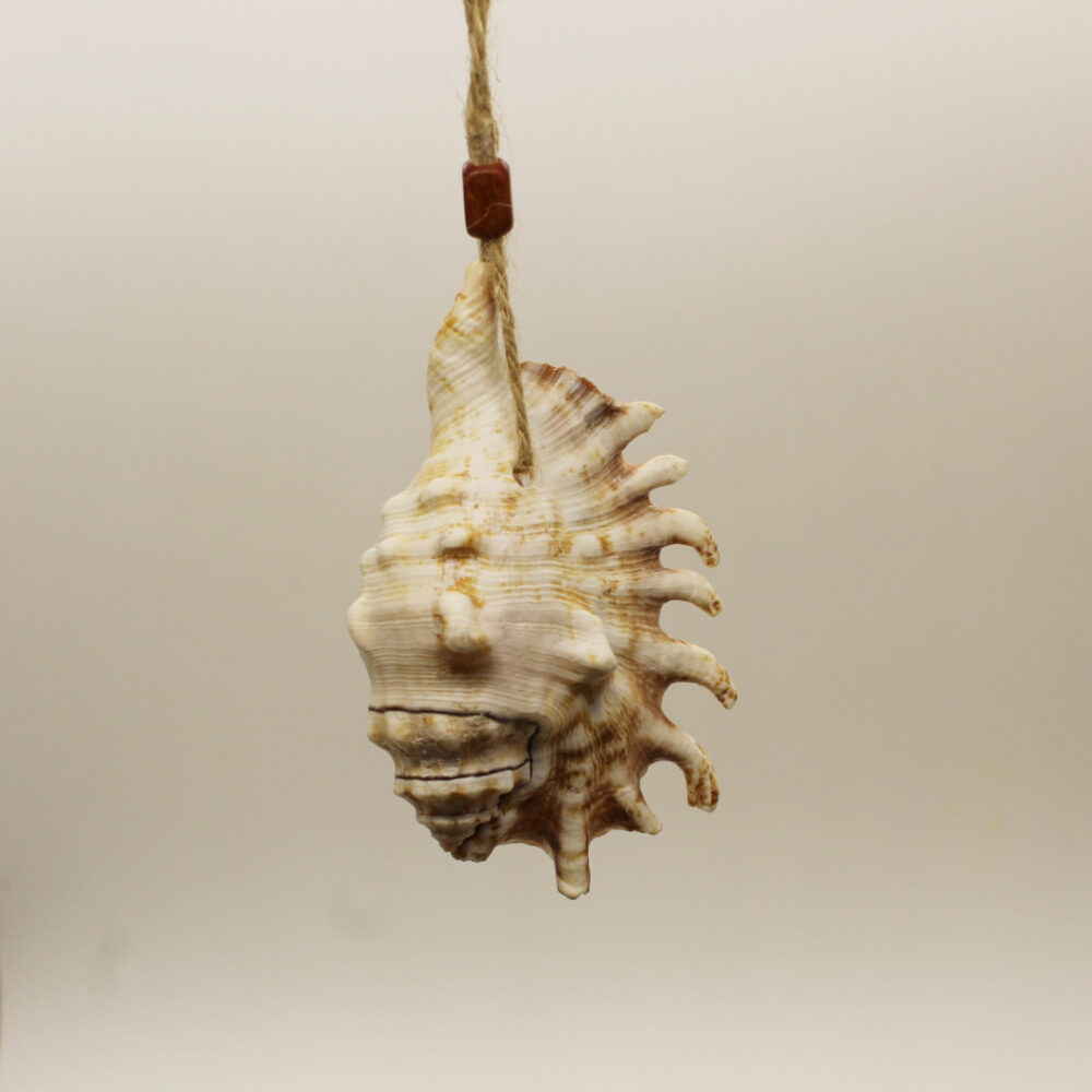 sea shell ornament with spikes 2