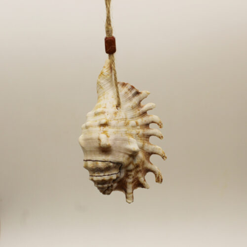 sea shell ornament with spikes 2