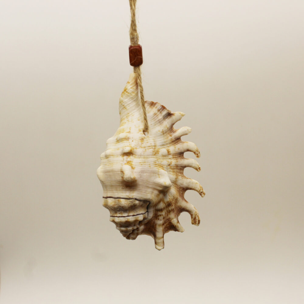 sea shell ornament with spikes