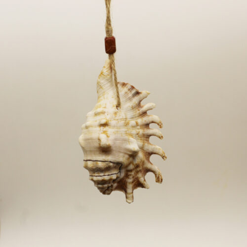sea shell ornament with spikes