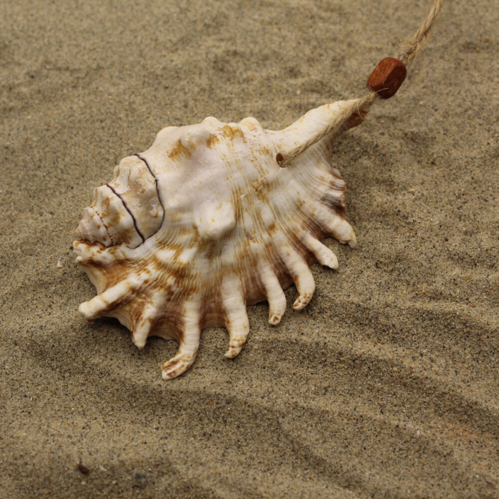 large sea shell ornament in sand