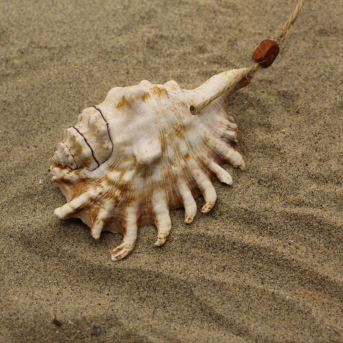 large sea shell ornament in sand