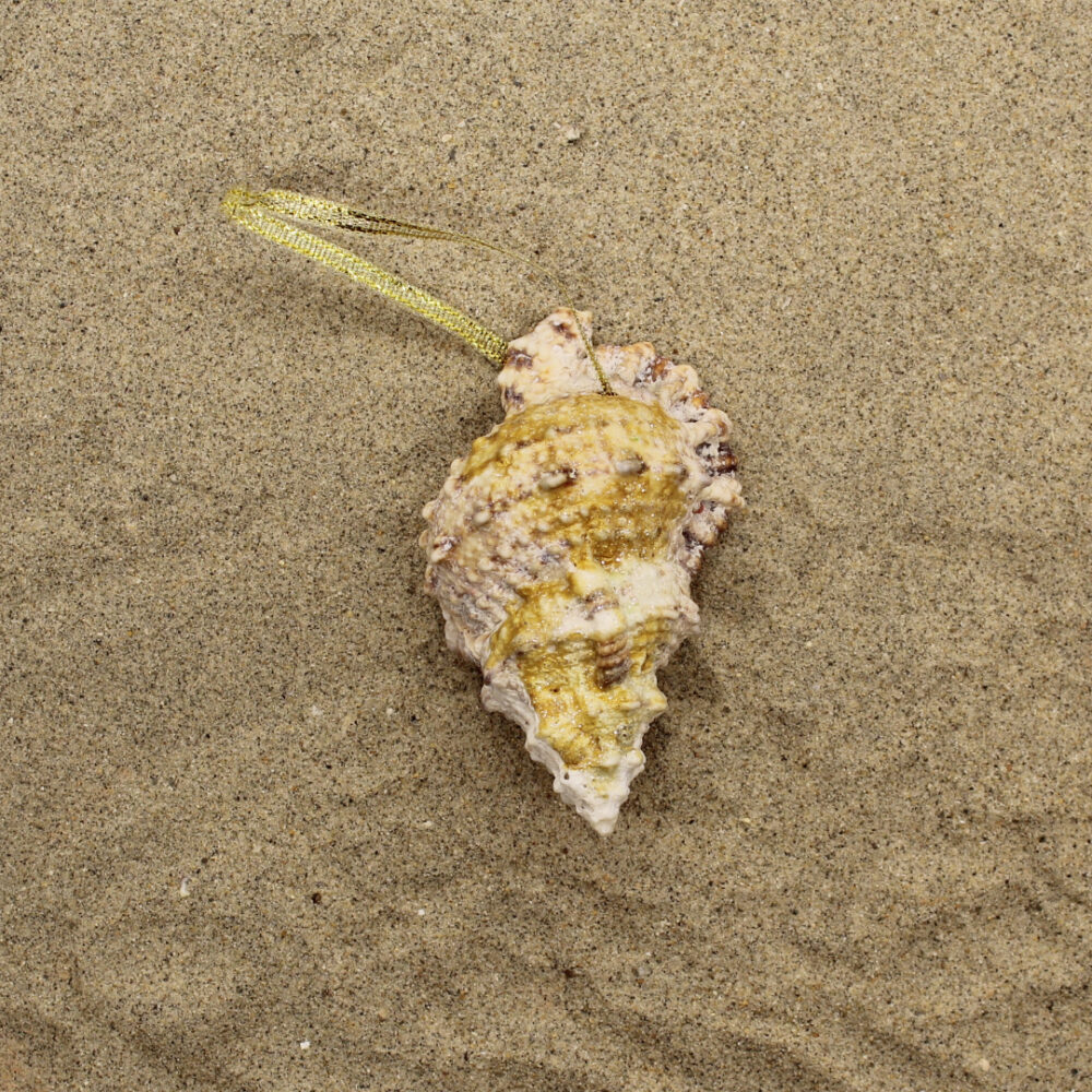 sea shell ornament in sand front