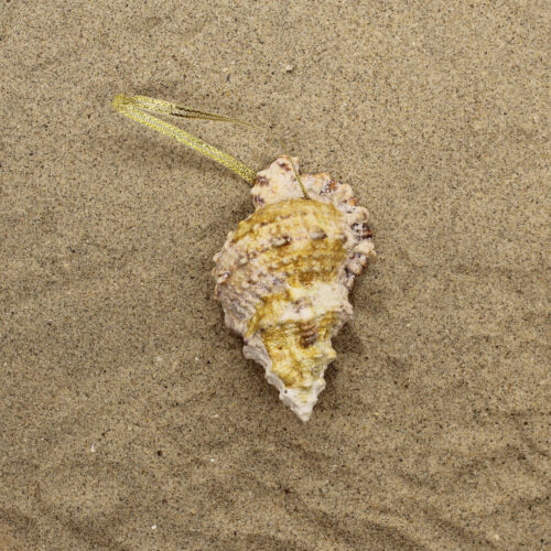 sea shell ornament in sand front
