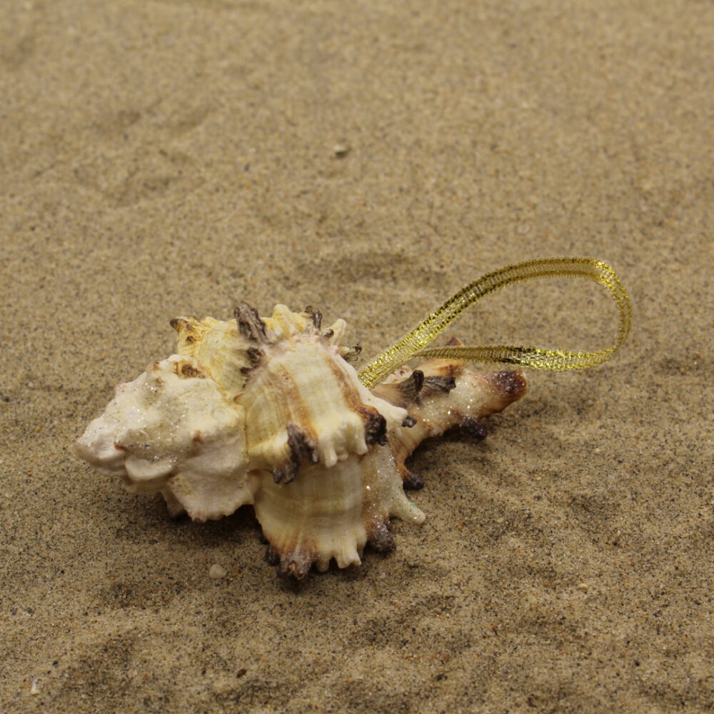 sea shell ornament in sand