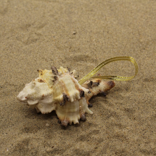 sea shell ornament in sand