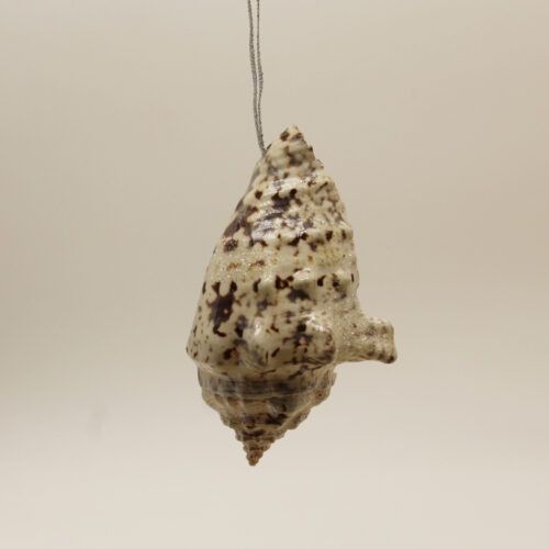 sea shell ornament black and white