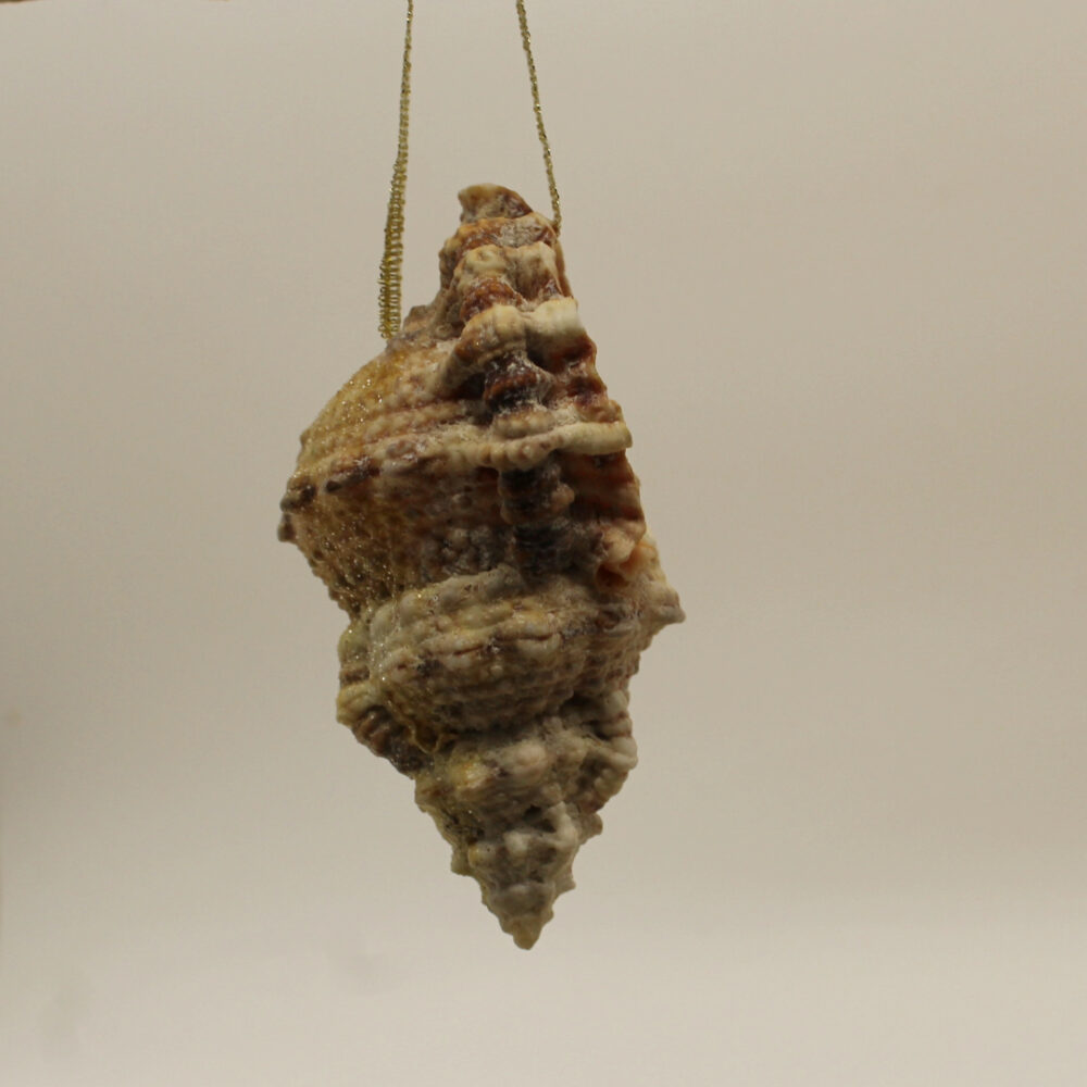 sea shell rough side view