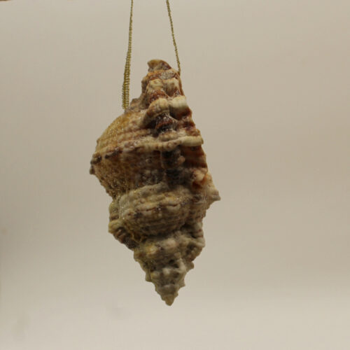 sea shell rough side view