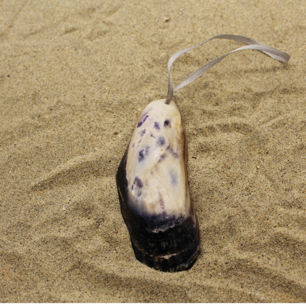 elongated shell ornament on sand