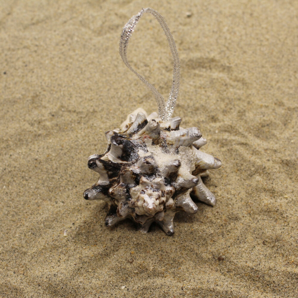 sea shell ornament spikey on sand