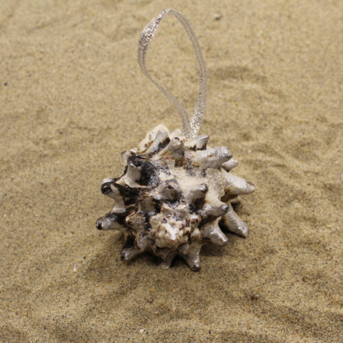 sea shell ornament spikey on sand