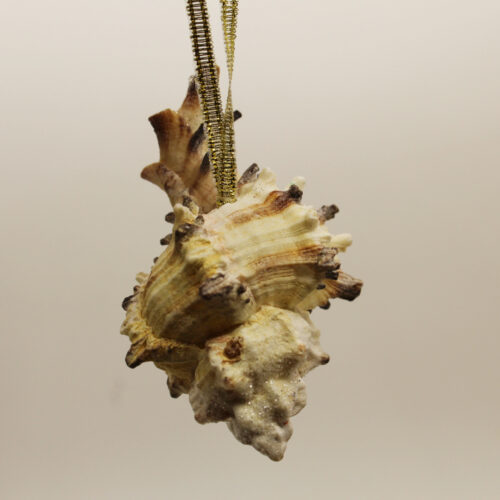 sea shell ornament spikey
