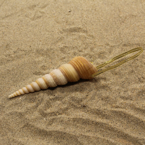 long pointed sea shell ornament in sand